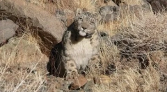 Leoparzii de zăpadă din asia centrală (10 fotografii)